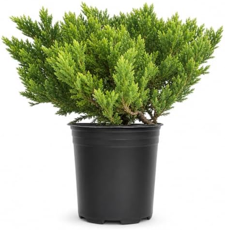 Prince of Wales Juniper | 1 Large Trade Gallon Size Plant | Juniperus Horizontalis | Low Maintenance Groundcover, Evergreen Shrub Landscaping, Drought Tolerant Plant, Spreading Juniper Borders by FloridaFoliage