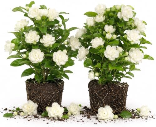 2 Grand Duke Arabian Jasmine Plants, Indoor Outdoor Flower, 4-9 Inches by TANKDA