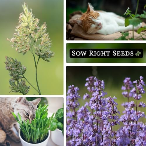 Sow Right Seeds - Catnip and Cat Grass Seed Collection for Planting Garden - Image 5