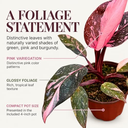 Philodendron Pink Princess Live Plant - Rare Variegated Indoor Houseplant - Image 3