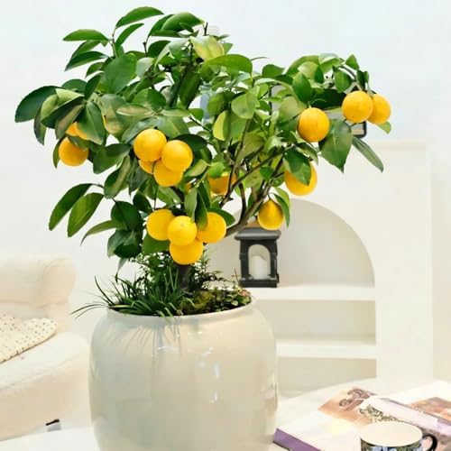 Mix Fruit Seeds Pack for Planting, 160pcs Lemon Orange Apple Blueberry Cherry Seeds, Non-GMO Heirloom Sweet Edible Juicy Fruits Tree Plants in Your Home Garden - Image 4