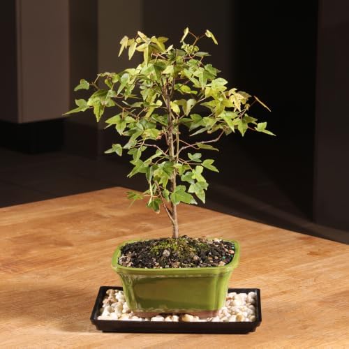 Brussel's Bonsai - Small Maple Live Bonsai Tree with Tray, Indoor Plant - Image 4