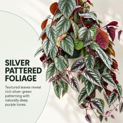 Cissus Discolor Live Plant - Rare Rex Begonia Vine Starter - Image 3