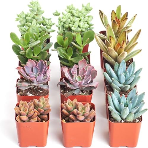 Shop Succulents Assorted Succulent Plant Pack Collection - Live Mini Succulent Plants, Low Maintenance, Mixture of Colors & Textures - Wedding and Party Favors, Gift & Garden, Pack of 12 by ShopSucculents