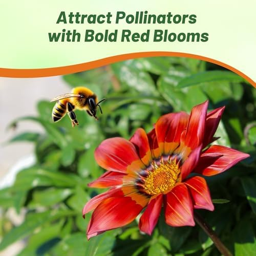 Outsidepride New Day Red Shades Gazania Seeds for Planting – 25 Pcs Perennial, Low-Maintenance, Drought-Tolerant Ground Cover Seeds for Vibrant Summer & Fall Flowers, Great for Outdoor Gardens - Image 5