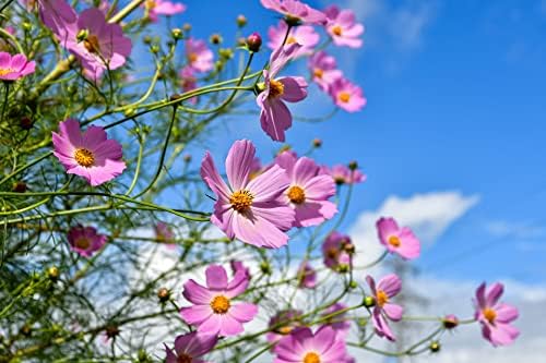 Black Duck Set of 500 Flower Seed Packets! Flower Seeds in Bulk - Best Value Seeds - Great for Classrooms, Beginner Gardeners and Kids! - Deluxe Varieties! (500) - Image 4