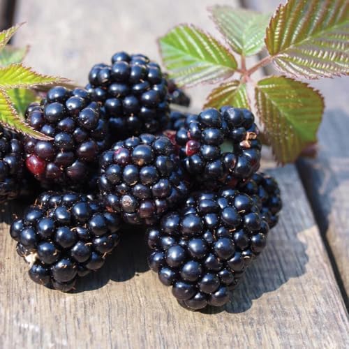 Chester BlackBerry Live Plant (5-9" Tall) – Thornless Sweet Berry Bush – Cold Hardy Zones 5-8 – Late Season Rubus Starter for Patio Containers or Outdoor Gardens – High Yield & Disease Resistant by Unknown