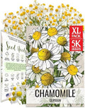 Seed Needs German Chamomile Seeds to Plant Non-GMO & Heirloom Herbs XL Pack by SeedNeeds