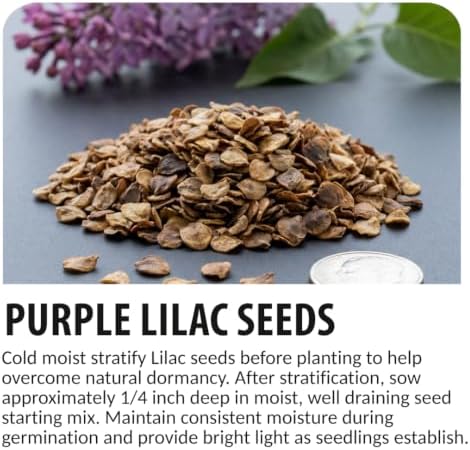 Purple Lilac Seeds for Planting | 100 Seeds | Fragrant Flowering Shrub - Image 4