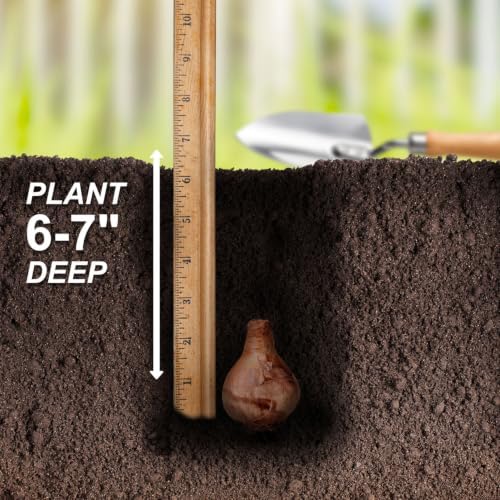 Garden State Bulb Narcissus Cyclamineus Jetfire Mix Daffodil Flower Bulbs, 12/14cm (Bag of 250) - Image 5