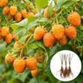3 Golden Raspberry Plants – Live Fruit Bush (Rubus idaeus) – Sweet Yellow Heirloom Raspberries – High Yield Berry Plant for Outdoor Gardens - Easy to Grow Delicious Fruit by CZGrain
