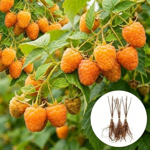 3 Golden Raspberry Plants – Live Fruit Bush (Rubus idaeus) – Sweet Yellow Heirloom Raspberries – High Yield Berry Plant for Outdoor Gardens - Easy to Grow Delicious Fruit by CZGrain