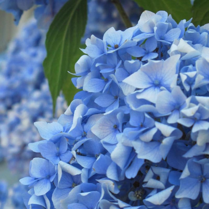 3 Nikko Blue Hydrangea Tree Live Plant, 2.5" Pot, Eye Catching Hydrangea Plant Live, Cold Hardy Perennial Flowering Shrub, for Gardens & Yard Borders - Image 5