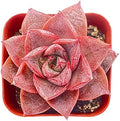 Sprout N Green Echeveria Purpusorum Live Succulent Plant by SproutNGreen