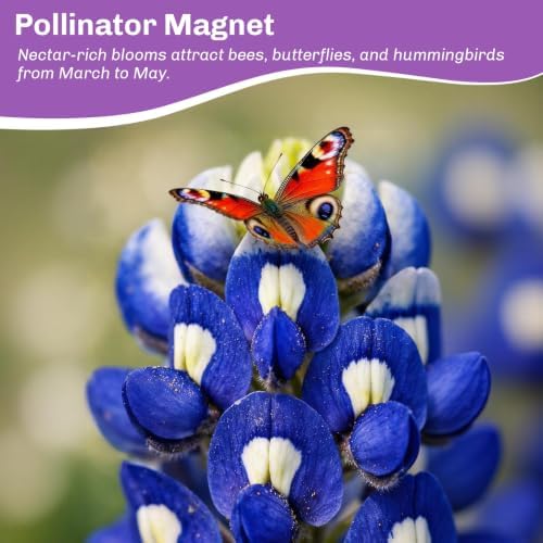 Texas Bluebonnet Seeds 3000+ to Plant - Lupinus texensis with Full Growing Guide - Iconic Annual Blue Wildflower - Drought Tolerant for Meadows & Gardens - Fall Planting for Spring Blooms - Image 2