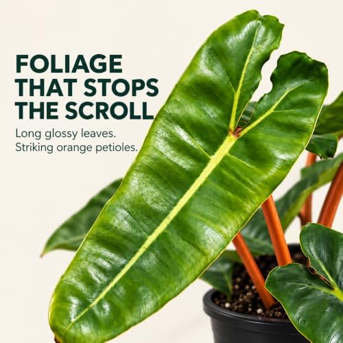 Philodendron Billietiae Live Plant - Fully Rooted Rare Indoor Houseplant - Image 2