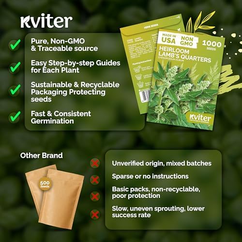 KVITER 1000 Lambs Quarters Seeds (Chenopodium Album) - Goosefoot, Wild Spinach, Edible Leaves, Heirloom Herbs Seed, Non GMO - Annual Herb Seeds in Seed Packets for Outdoor Gardens or Raised Beds - Image 5
