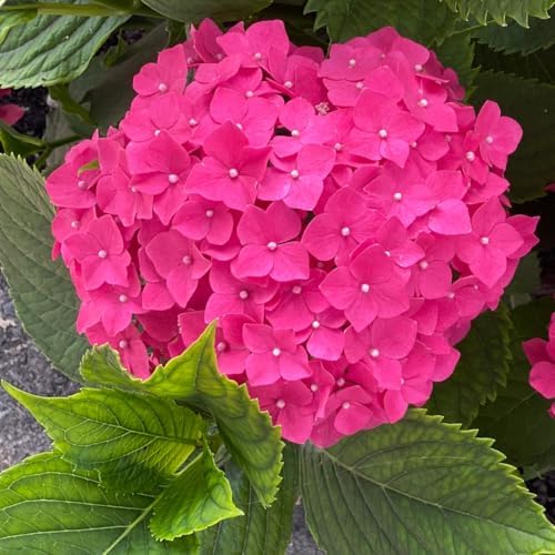Rebloomer Pink Purple Hydrangea Bush Live Plant, Shrub Plant, 2.5 Inch Pot - Image 3