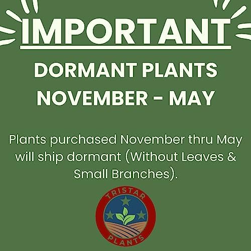 Tristar Plants - Methley Plum Tree - Heavy yielding - Sweet Fruit - Live Plant - 1 Gallon Trade Pot - Image 6