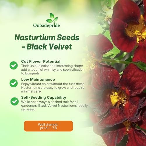 Outsidepride Tom Thumb Black Velvet Nasturtium Seeds - 400 Pcs Annual, Easy to Grow & Versatile, Flower Seeds for Planting Vibrant Blooms, Ideal for Gardens, Borders, and Pollinator Gardens - Image 3