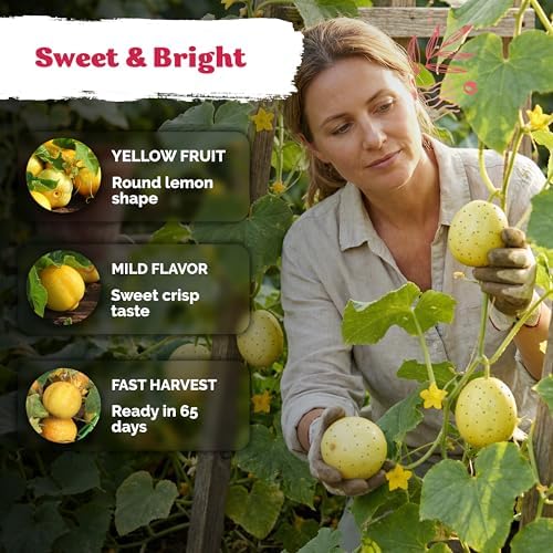 150 Lemon Cucumber Heirloom Vegetable Seeds for Planting, Cucumis Sativus - Image 4