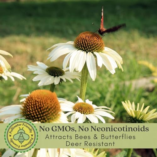 Clovers Garden White Coneflower (Echinacea Primadonna) Plants – Two (2) Live Plants – Non-GMO - Not Seeds - Each 4" to 8" Tall – in 4" Inch Pots – Hardy Flowering Perennial, Pollinator Favorite - Image 3