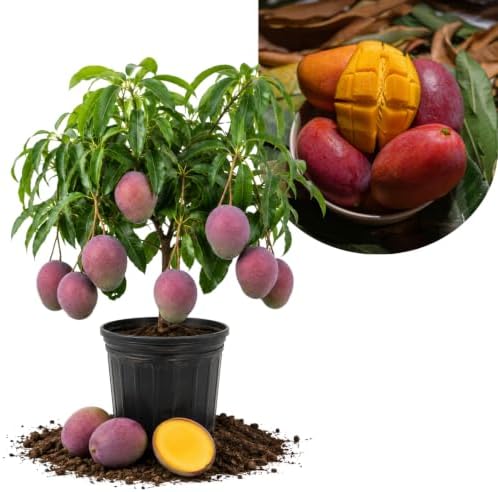 Red Purple Mango Tree Live Plant, Outdoor Garden Fruit Tree, 10-16'' Tall by AKTRD