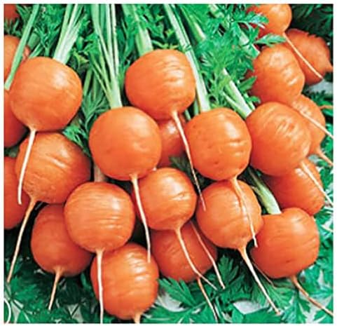 Round Baby Parisian Carrots Seeds, 900 Seeds by MardeRossCompany