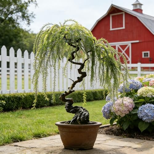 Weeping Willow Bonsai Tree Seed for Palnting, 20 Salix Babylonica Seeds, Perennial Plants, Non-GMO Heirloom Weeping Willow Seeds for Indoor Home Bonsai Outdoor - Image 3