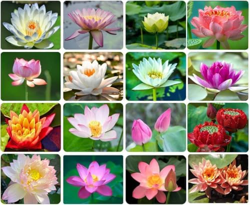 Ficoszo 30PCS Bowl Lotus Seeds Bonsai Lotus Seeds for Planting Water Lily Flower Aquatic Plants Seed Pond Plants Non GMO Home Garden Plant Seed Flowering Aquatic Bonsai Plant (Nelumbo) by Ficoszo