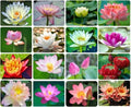Ficoszo 30PCS Bowl Lotus Seeds Bonsai Lotus Seeds for Planting Water Lily Flower Aquatic Plants Seed Pond Plants Non GMO Home Garden Plant Seed Flowering Aquatic Bonsai Plant (Nelumbo) by Ficoszo