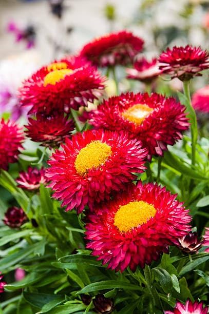 2500+ Mixed Strawflower Seeds for Planting - Non-GMO Heirloom Seeds, Drought Tolerant, Attracts Pollinators, Ideal for Pots, Cut Flower Garden, Dried Arrangements & Crafts - Image 3