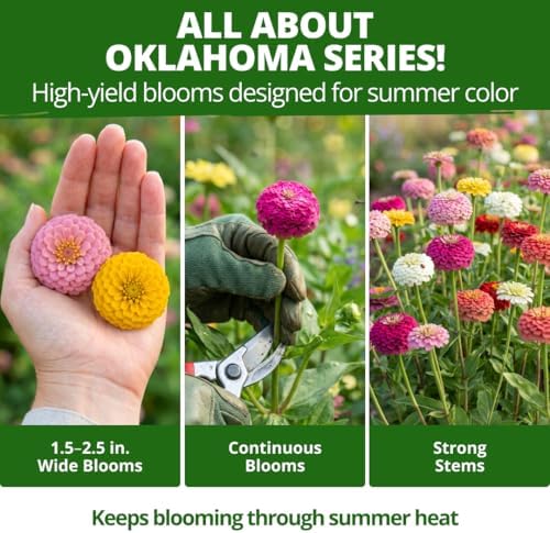 HOME GROWN Oklahoma Zinnia Seeds, 100 Seeds, Zinnia elegans - Image 5