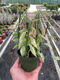 Variegated Devil's Backbone Euphorbia | Live Plant for Indoor & Outdoor | for Living Room, Office, Bathroom | (4" Pot) by KSPlants