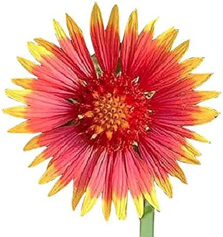 Texas & Oklahoma Wildflower Seeds Mix - Image 3