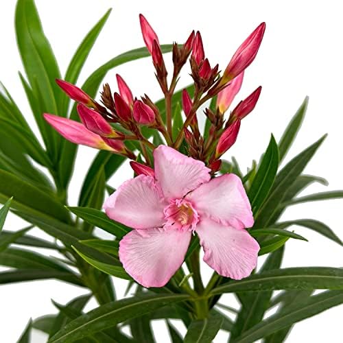 Hardy Pink Oleander, Live Evergreen Flowering Shrub, 3 Gallon - Image 5
