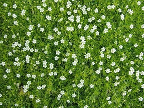 Moss Ground Cover Plant Seed - 1000 Pcs Seeds - Image 2