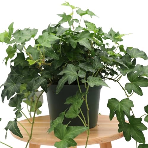 American Plant Exchange English Ivy 'Needlepoint' – 6-Inch Pot, Live Trailing Vine, Low-Maintenance Air-Purifying Houseplant for Hanging Baskets, Shelves & Indoor Home or Office Décor - Image 3