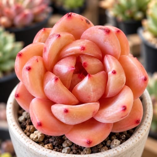 Echeveria 'Champagne' 2 Inch Bare Root Live Succulent Plant for Collectors - Image 5