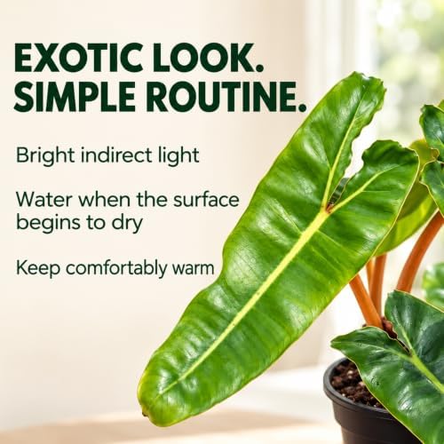 Philodendron Billietiae Live Plant - Fully Rooted Rare Indoor Houseplant - Image 4