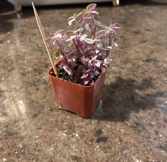 Pink Wandering Jew Live Plant, Tradescantia Outdoor Ground Cover Vibrant Variegated Callisia Repens Turtle Vine 2" Pot - Image 2
