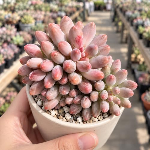 Pachyphytum 'Baby Finger' 3 Inch Clustered Bare Root Succulent Plant - Image 2