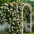 White Climbing Live Rose Plant, Outdoor Garden Rose Plant, 5-9 Inch Tall by TANKDA