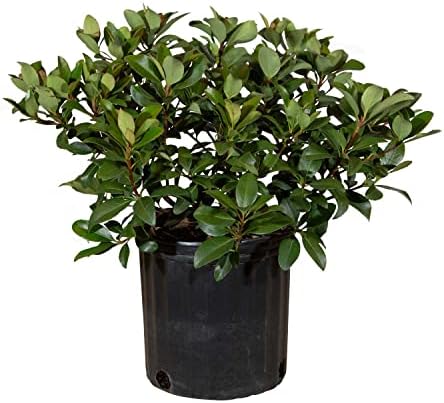 Snow White Indian Hawthorn (2.5 Gallon) White Blooming Evergreen Shrub - Full Sun Live Outdoor Plant by Plants+by+Mail