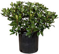 Snow White Indian Hawthorn (2.5 Gallon) White Blooming Evergreen Shrub - Full Sun Live Outdoor Plant by Plants+by+Mail