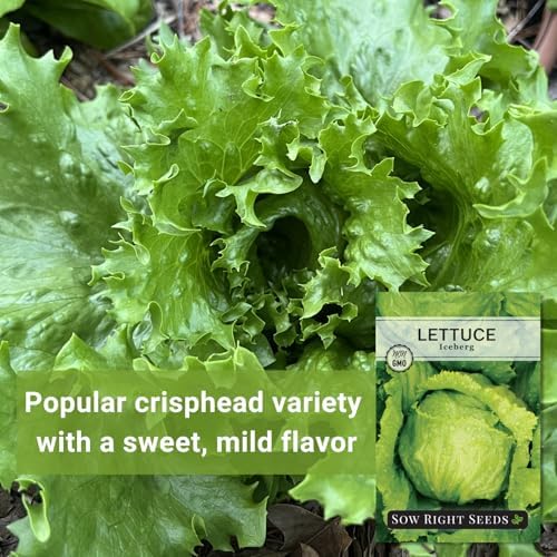 Sow Right Seeds - Iceberg Lettuce Seeds for Planting Crisp Head Variety 2pk - Image 3
