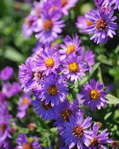 Perennial Farm Aster D. 'Wood's Purple' – Live Perennial in #1 Container, Pale Violet Daisy-Like Blooms, Compact & Hardy, Pollinator Friendly, Long Blooming, Great for Borders & Fall Gardens - Image 3
