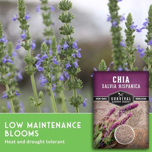 Chia Seeds for Planting – Mexican Salvia Hispanica (2 Pack) - Image 5