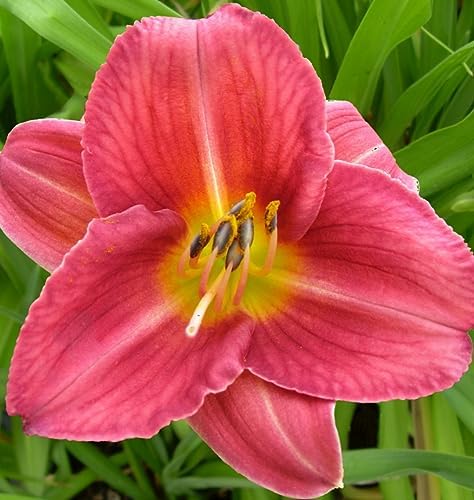 Votaniki Hemerocallis 'Rosey Returns Daylily' - Long Blooming, Perennial Daylily Bare Root for Plant | Perfect Addition to Any Garden - Easy to Gow and Low Maintenance (2 Pack) - Image 2