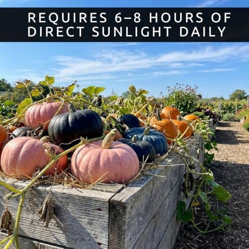 Bright and Colorful Pumpkin Patch Seeding Kit (20 Mixed Seeds) - Mix of Amazing Colors, Pink, Black, Blue, Orange White. Seeds for Planting - Image 6